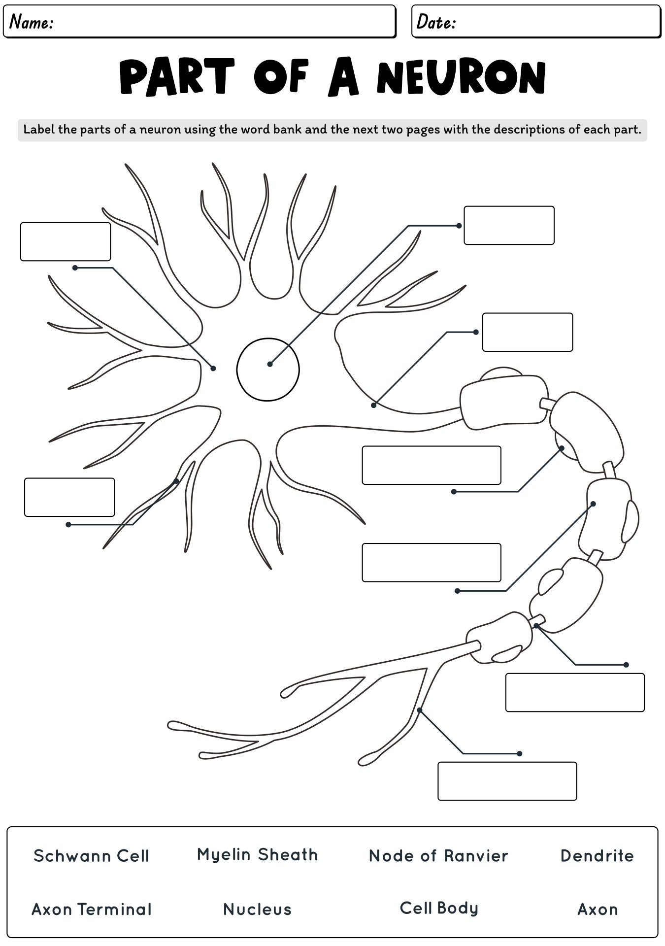 neuron anatomy and physiology worksheet answers