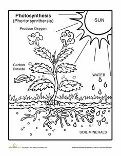 Photosynthesis Worksheets Coloring Page Image