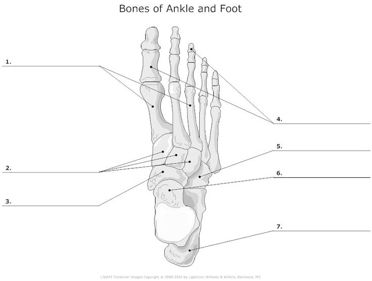 Foot Bone Diagram Unlabeled Image