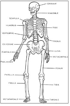 Human Skeletal System Diagram for Kids Image