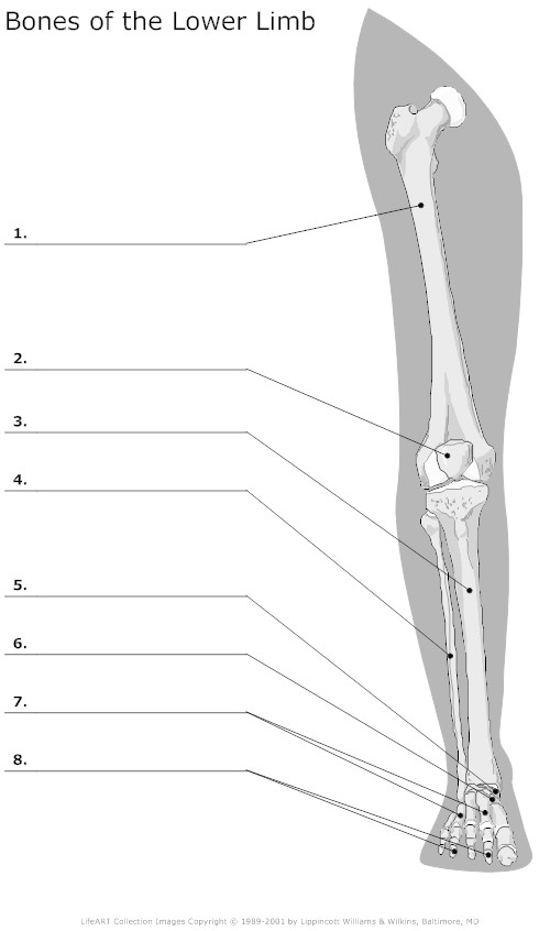 Lower Limb Bones Unlabeled Image