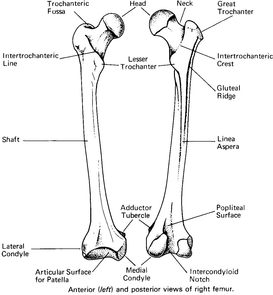 Medial Condyle of Femur Bone Image