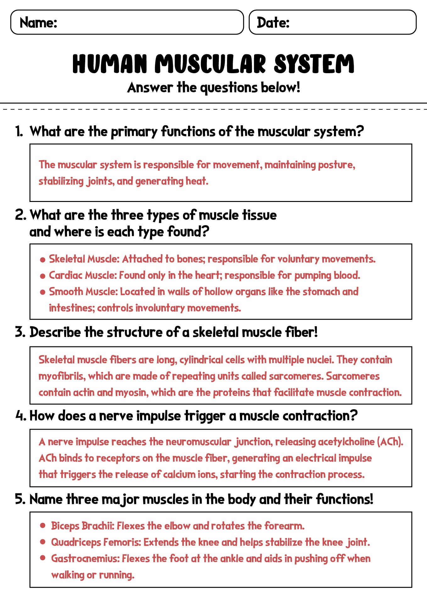 16 Anatomy And Physiology Worksheet Packets / worksheeto.com