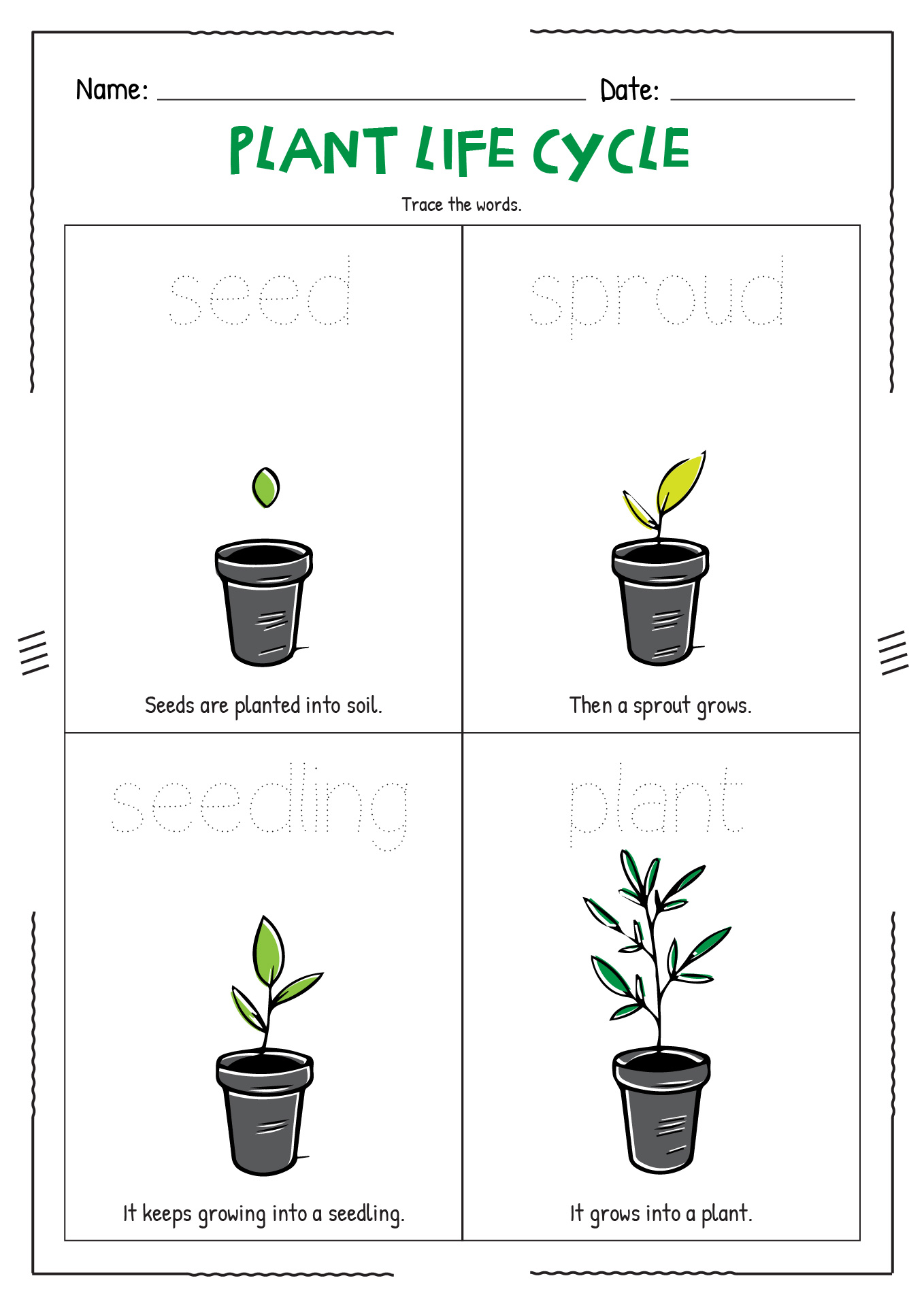 Plant Life Cycle Printable Worksheets