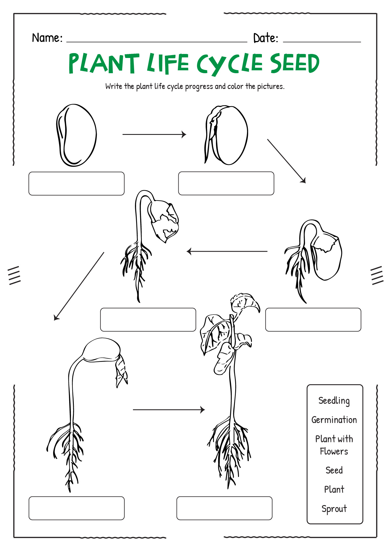 Plant Life Cycle Seed Worksheet