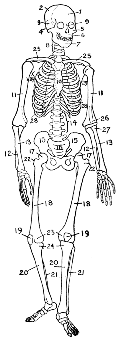 Printable Human Skeleton Diagram Image