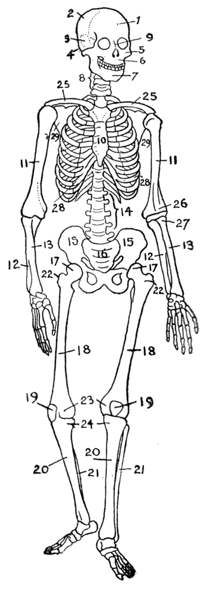 Free Printable Human Skeleton Worksheets