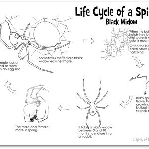 Black Widow Spider Life Cycle Image