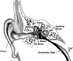 Ear Auditory Canal Image