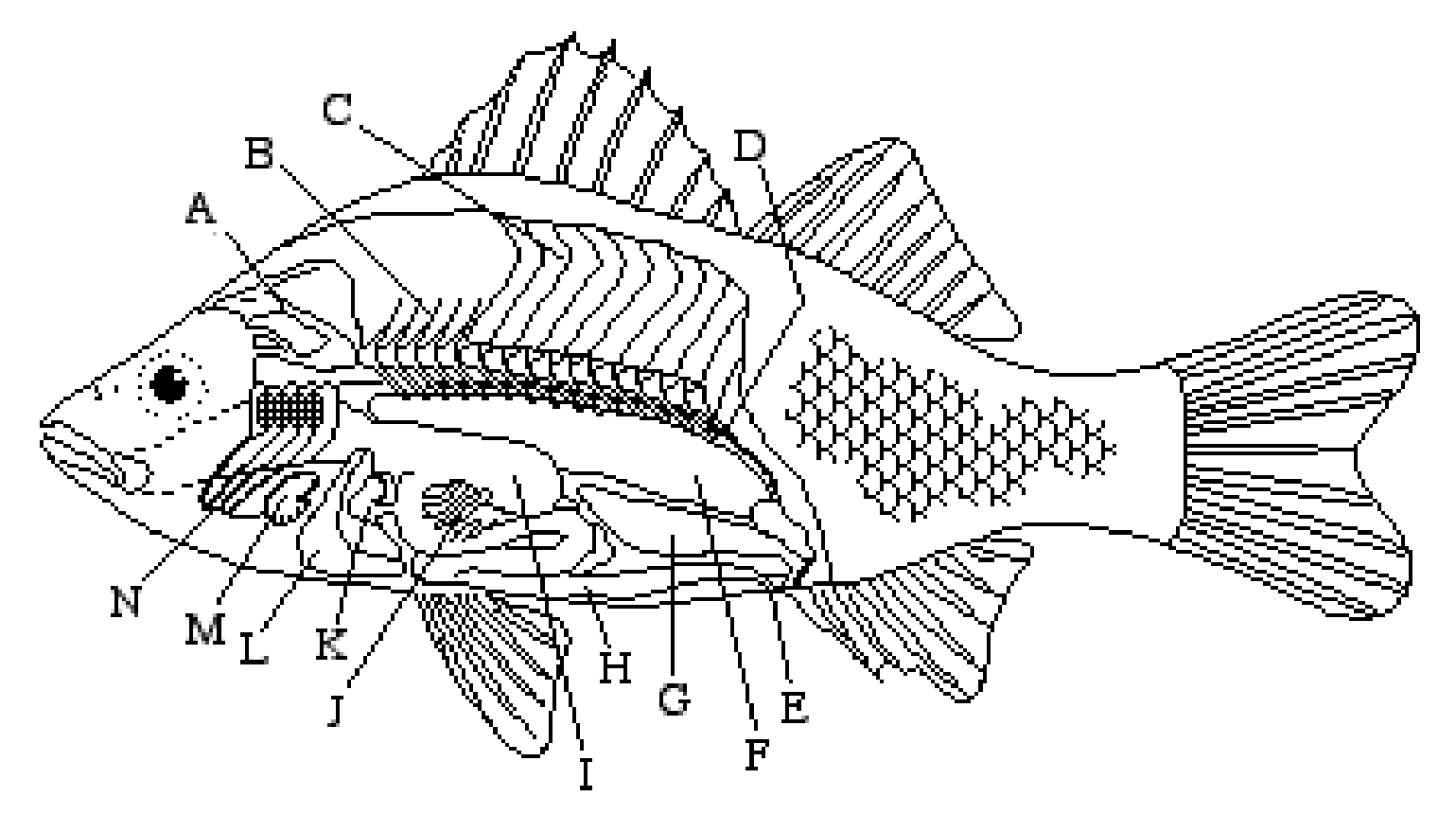 Fish Anatomy Worksheet Diagram Internal Sea Dissection Perch Labeling Works...