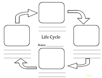 Life Cycle Worksheet Image
