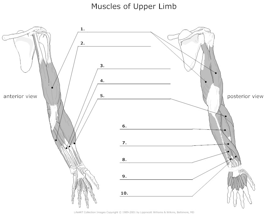 Fill In The Blank Anatomy Worksheet