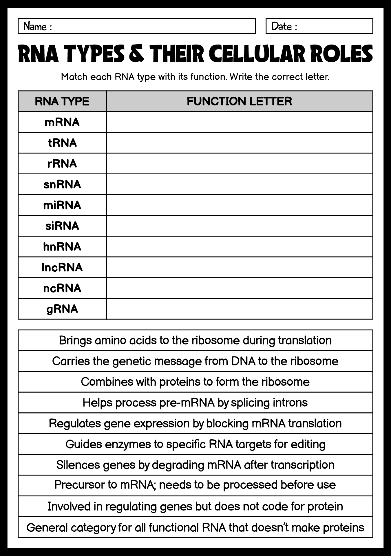 RNA Types and Functions Exploration Worksheet