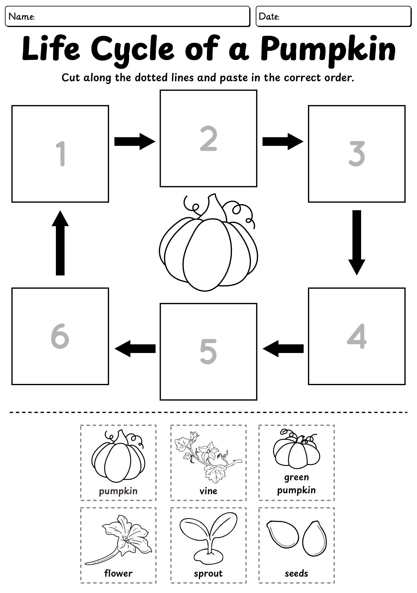 Pumpkin Lifecycle Science Worksheets for 2nd Grade