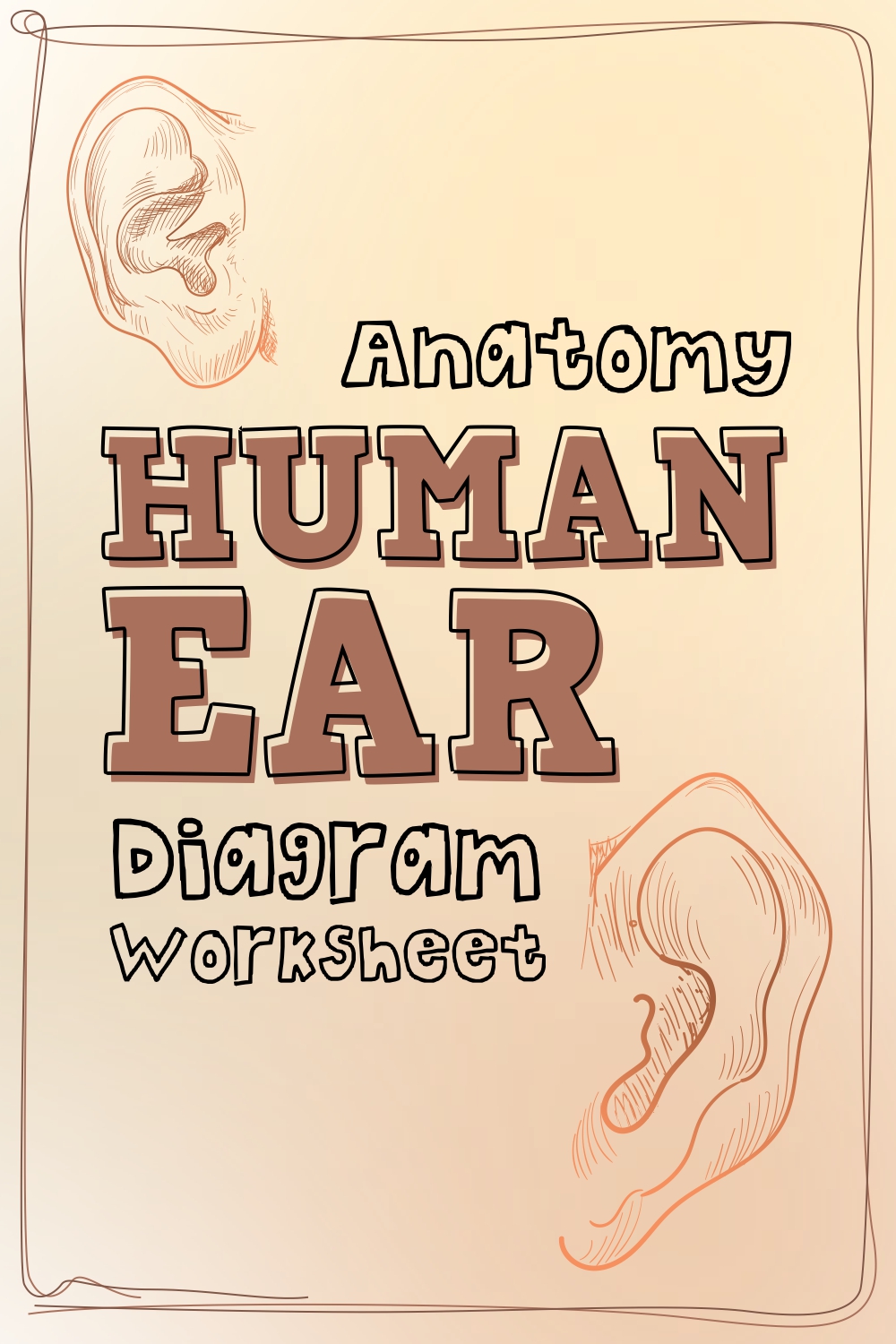 12 Images of Anatomy Human Ear Diagram Worksheet