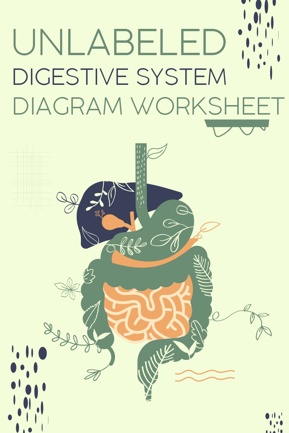 Unlabeled Digestive System Diagram Worksheet