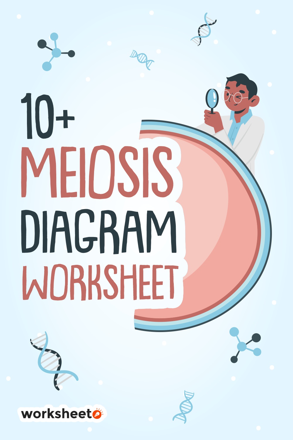16 Images of Meiosis Diagram Worksheet