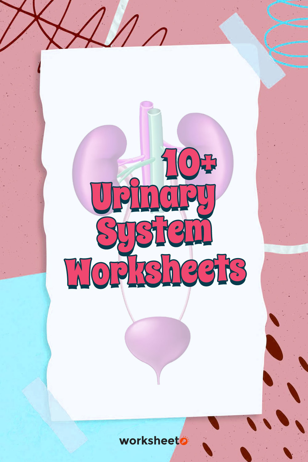 17 Images of Urinary System Worksheets