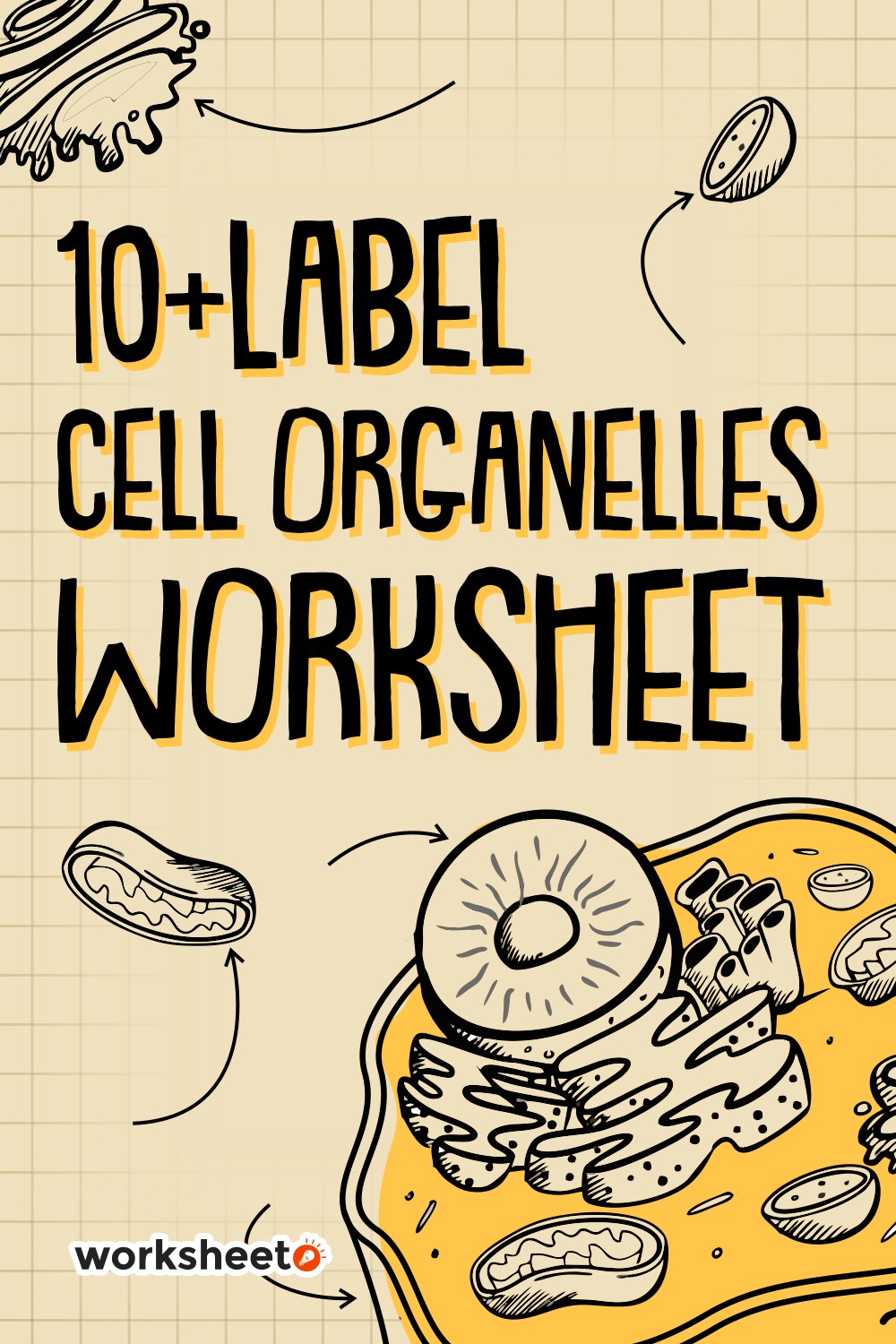 15 Images of Label Cell Organelles Worksheet