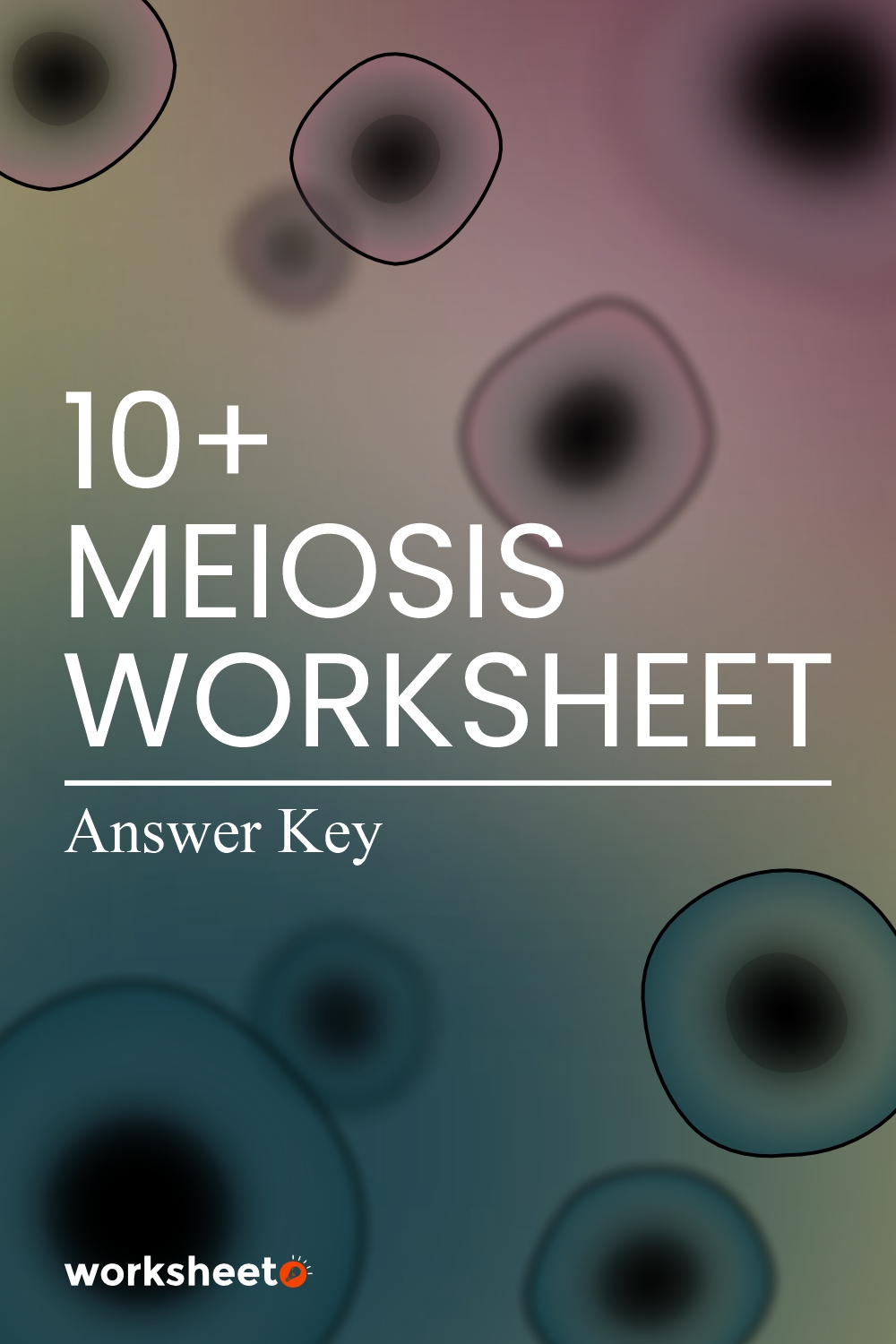 Meiosis Worksheet Answer Key