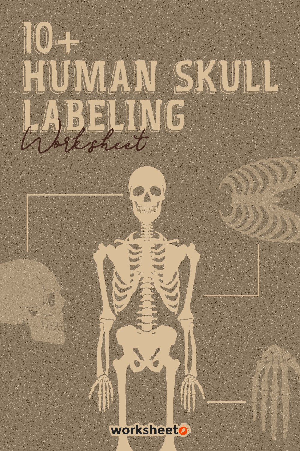 Human Skull Labeling Worksheet